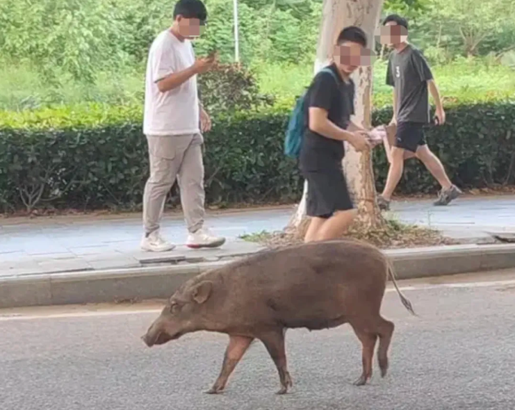 建筑公司投標(biāo)抓野豬300只，81.5萬(wàn)元中標(biāo)！